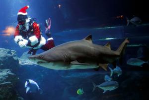 Papá Noel se dio un chapuzón entre tiburones en Río de Janeiro
