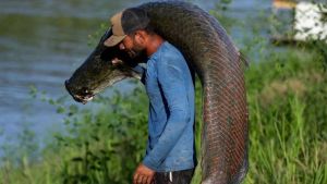 El pez invasor de 200 kilos que se alimenta de pirañas y avanza implacable por la Amazonía