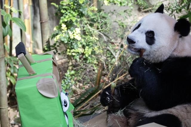 Singapur despide al primer panda gigante nacido en la isla antes de su viaje a China