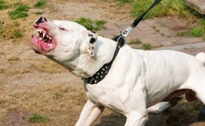 Octogenaria murió a consecuencia de las heridas que le causó su propio perro pitbull