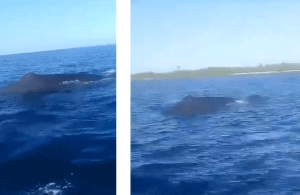 Captan una ballena jorobada herida en los alrededores de Cayo Sombrero en Falcón (Video)