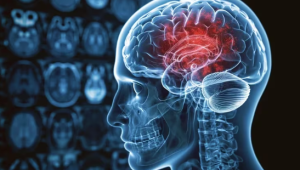 El cerebelo experimenta un proceso continuo de aprendizaje toda la vida, según estudio