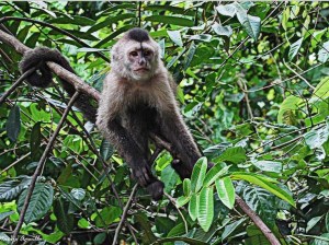 Proteccionistas, preocupados por comercialización de monos capuchinos y araguatos en Anzoátegui