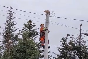 VIDEO salvaje: Gato intrépido da un gran salto desde un poste de electricidad para escapar de su posible héroe