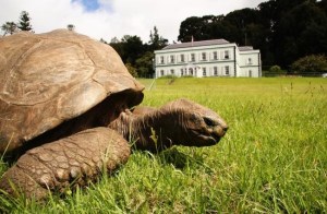 El animal más viejo del mundo celebra su 191 cumpleaños