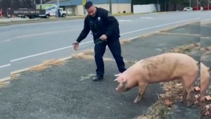 Insólita persecución: cerdo puso a correr a cuatro policías en Nueva Jersey (VIDEO)