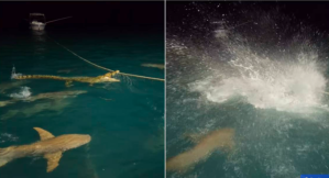 Video memorable: Así fue la feroz batalla entre unos tiburones y un cocodrilo en Australia