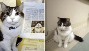 El insólito caso de Oscar, el gato que predijo la muerte de decenas de personas en EEUU
