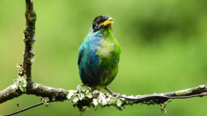 ¿Trans-especie?: el extraño pájaro mitad macho mitad hembra hallado en Colombia