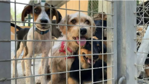 ¡Pet friendly! Esta ciudad italiana reducirá los impuestos a quienes adopten perros abandonados