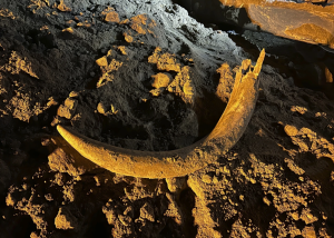Mineros en Dakota del Norte hallaron colmillo de mamut que podría tener 100 mil años