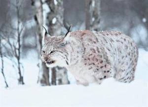 Las bajas temperaturas en Noruega dejan a decenas de animales congelados (VIDEO)