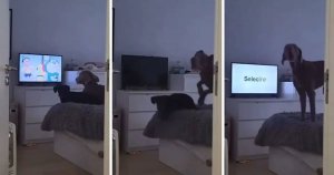 VIRAL: Dos perros se enojan cuando les apagan el televisor donde miraban dibujos animados