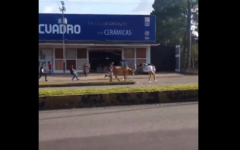 A bull escaped from its owners and paralyzed the streets (video)
