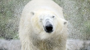 Alarma en Alaska: reportan primera muerte de un oso polar por gripe aviar
