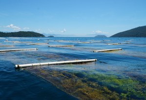 El País: Un alga asiática que viajó de Venezuela a Brasil, ¿el próximo gran estimulante de cultivos?
