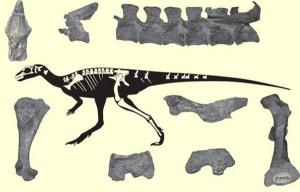 Encuentran nuevo material fósil de dinosaurio venezolano