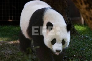 Un famoso panda de China resulta ser hembra y no macho cuatro años después de su nacimiento