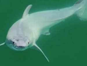 Nunca visto: filmaron frente a las costas California los primeros instantes de vida de un tiburón blanco