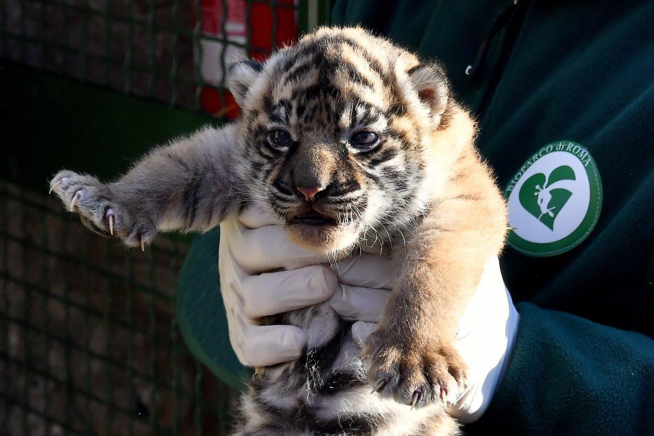 Nace en Roma una tigresa de Sumatra, especie en grave riesgo de extinción