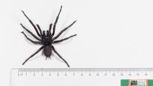 Encuentran en Australia una araña venenosa de un tamaño inusual de casi ocho centímetros
