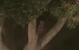 “No estoy loco, tiene brazos”: Salió a mirar por la ventana y encontró una extraña figura sentada en un árbol (VIDEO)
