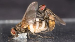 El hongo zombie que convierte a las moscas en máquinas sexuales