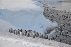 ¿Kowalski? Descubren en la Antártida cuatro colonias de pingüinos emperador hasta ahora desconocidas