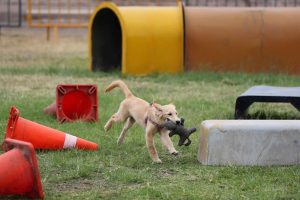 Atenea, Boki y Kia, los perros que salvarán a víctimas de un terremoto e inundaciones en Perú