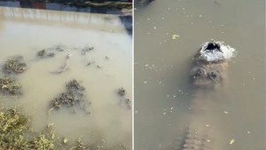 ¡Insólito!, se hace VIRAL la imagen de un caimán congelado en un lago de Texas (VIDEO)