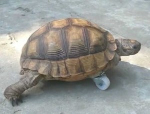VIRAL: Una tortuga perdió una pata y le pusieron una rueda para que pueda “caminar” (VIDEO)