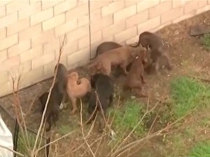 Horror en Los Ángeles: Fue mutilado por manada de pitbulls que guardaron su cadáver en una perrera