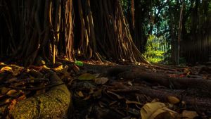 Terra preta: el misterio del origen del “oro negro” del Amazonas