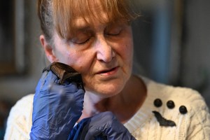 “La bati-mamá” polaca convierte su casa en un asilo de murciélagos (Fotos)