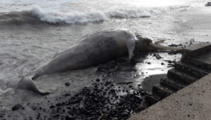 Autoridades hallaron una ballena jorobada muerta en playa de El Salvador