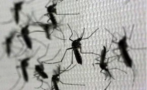 Brasil entró en alerta sanitaria ante el aumento descomunal de los casos de dengue