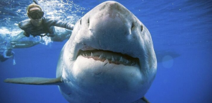 Una mujer en estado grave tras ser atacada por un tiburón en Australia