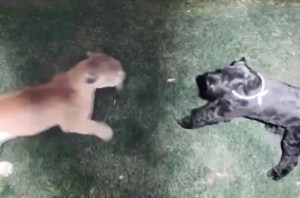 Impresionante VIDEO: perrita sobrevivió al feroz ataque de un puma… así luchó por su vida