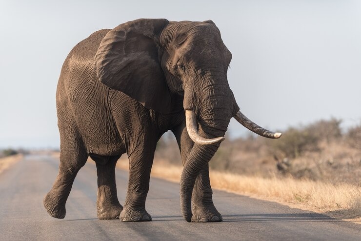 VIDEO: Quisieron sacarse una selfie con un elefante, pero casi mueren aplastados