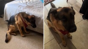 VIRAL: Dejó solo a su perro por 10 minutos para ir al baño y cuando salió encontró algo desastroso (VIDEO)