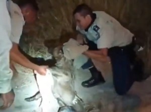 VIDEO: El milagroso rescate de un perro que quedó atrapado bajo un puente en La Urbina