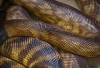 VIDEO: Descubren a la serpiente más grande del mundo en la selva amazónica y un detalle los dejó perplejos