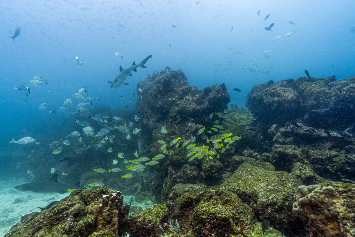 Greenpeace pidió crear primera reserva marina en altamar junto al archipiélago de Galápagos