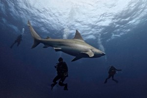 Florida, el lugar con más mordeduras de tiburones a humanos en el mundo