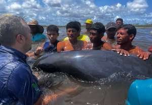 En FOTOS: guardaparques y voluntarios rescataron a más de 200 delfines varados en Falcón