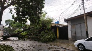Al menos tres lesionados, árboles caídos y daños materiales dejaron fuertes lluvias en Bejuma (Video)