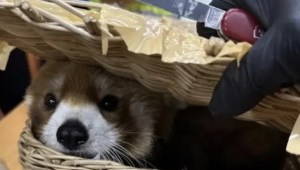 Arrestan a seis personas en Tailandia por llevar un panda rojo y otros animales en equipaje