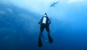 “Había una columna de sangre”: filmó el ataque de tiburón más nítido de todos los tiempos y no sale del shock (VIDEO)