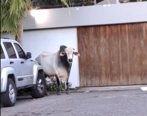 “Muñeco”, el toro que deambulaba por La Boyera, ya se encuentra en su hogar