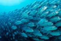 Orgías de peces en California, el extraño fenómeno que desencadenó la Luna Llena